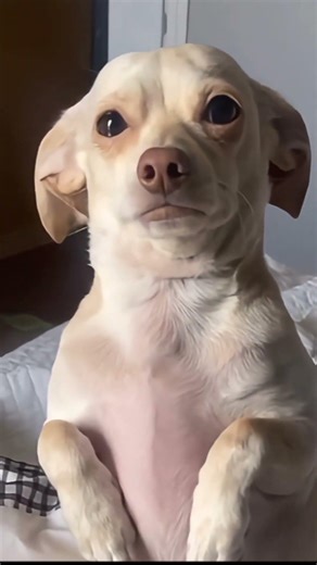 Dog Breaks Down Crying When Owner Leaves for Work (So Heartbreaking!)