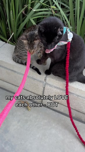 The PetSmart holiday laser pointer and string toys are the best way I keep up with my high-energy cats 😻 (get all of your holiday pet toys from PetSmart) | One eared uno