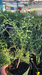 Blue Palo Verde – Parkinsonia Florida | 4" Tree | Fast-growing Native Desert Shade Tree - Etsy