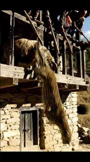 Goat Nearly Dragged Off Balcony — Leopard Drops After Villagers Strike