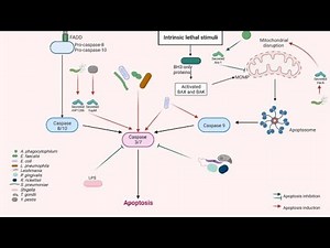 Executioner Phase ; A pathway of Cell Apoptosis Executioner caspases (Caspase 3)
