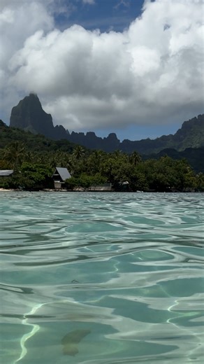 PEDRO | TRAVEL CREATOR on Instagram: "Moorea Travel Guide (save for later) Here’s a guide for Moorea island in French Polynesia with some of my favourite things to do: 🐋 Whale swimming (from August to November) 🌴 Ta’ahiamanu beach 🥥 Temae beach 🌿 Belvedere lookout 🐠 Snorkelling tour around the lagoon 🌺 ‘Āfareaitu waterfall Send this to the person you want to go to Moorea with #moorea #frenchpolynesia #dreamdestination"