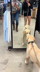 I didn’t expect Beau to bark and I nearly dropped my phone! 🤣 #whosthathandsomeboy #exposuretraining #therapydog #goldenretriever | The Proper Pup