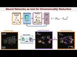 Mechanical Information Processing in Adherent Cells | Margaret Gardel