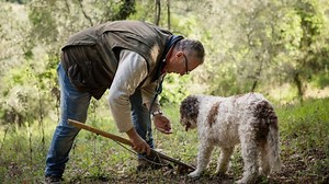Truffles in Spain: hunting with dogs