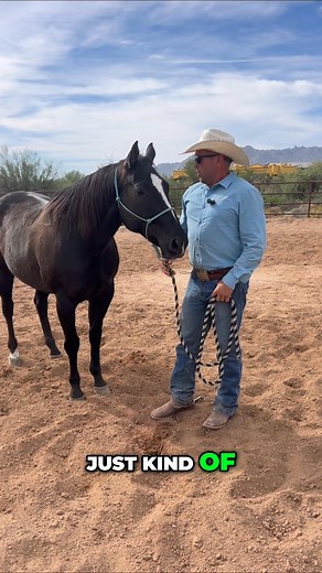 Horse Training: Groundwork, Respect, and Hobble Breaking! | G2 Performance Horses