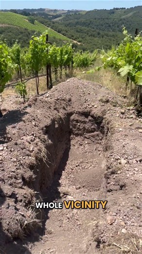 Soil exploration at Alta Colina Vineyard
