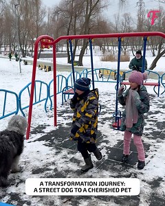 8.9K views · 489 reactions | Watch the heartwarming makeover of a gentle giant from the streets to a cosy home | Fabiosa Hearty | Facebook