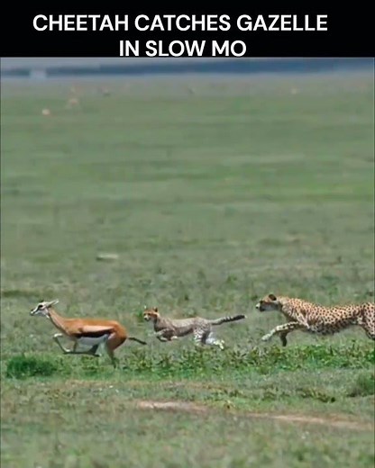 Gazelle vs Cheetah: The Final Seconds #wildlife #predator #shorts