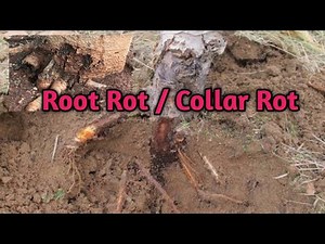 Root rot | Collar Rot | Symptoms | Management | Treatment | Dr. Tariq Rasool | Scientist SKUAST-K