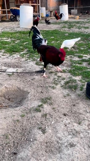 Roosters for sale Hens for sale Chickens for sale Pure breed roosters...