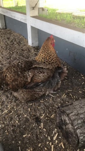 vrock_backyardflock on TikTok