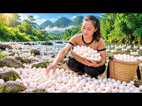 So Many Duck Eggs! Harvesting Fresh Eggs | Rural Life in Vietnam