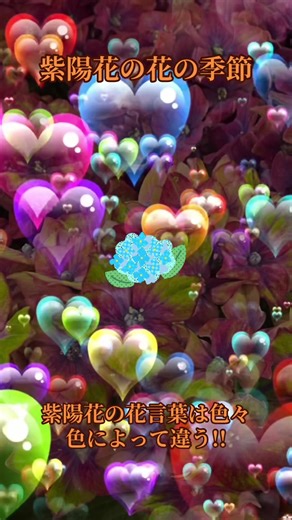 紫陽花の季節と花言葉の違い