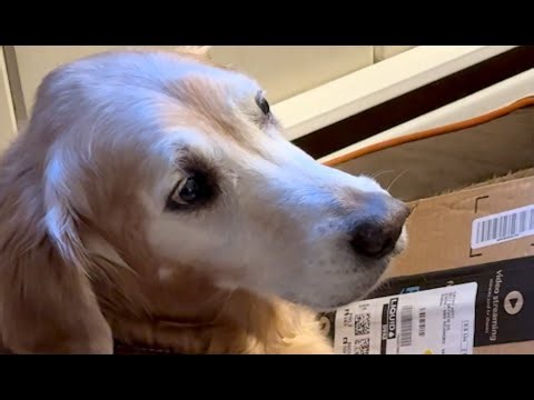 Adopted dog's bizarre behavior shocks family