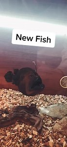 Discover Our New Pet Fish: Anglerfish Adventures