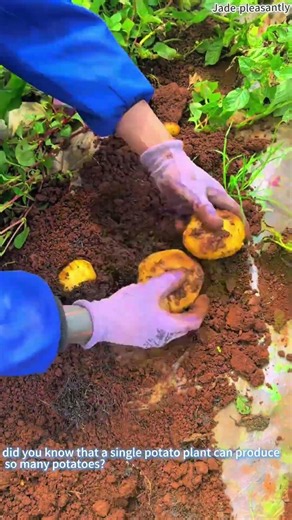The joy of digging up potatoes