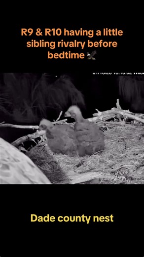 Sibling Rivalry Between R9 & R10 in Dade County Nest