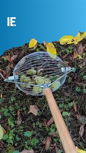 Interesting Engineering on Instagram: "Save yourself from back ache with this easy nut roller tool. 📹: @sln_grow"