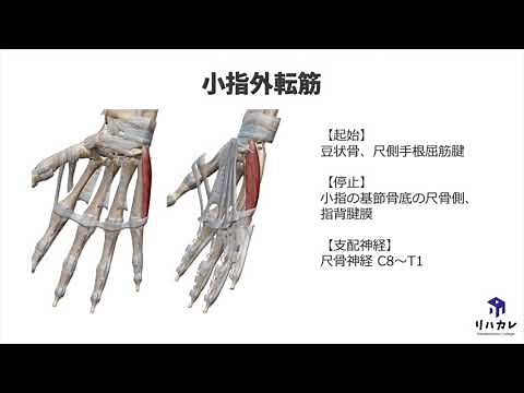 小指外転筋の触診のコツ［筋の触診］