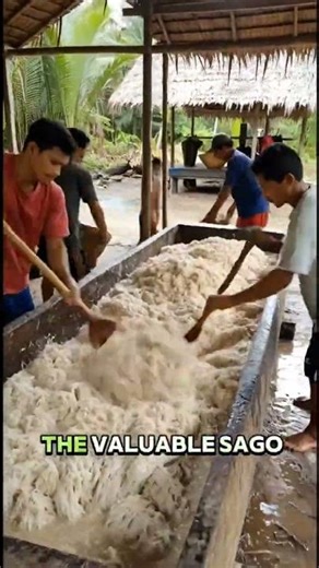 How Sago Is Made From a Tree | Traditional Food Process #shorts