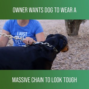 2.1M views · 23K reactions | Zoe has her work cut out for her when she needs to convince the owners of a Rottweiler that their pet doesn't need a heavy chain to be properly secured. Watch more Cat Vs. Dog on discovery+: https://bit.ly/3VgsS7L | Love Animals | Facebook