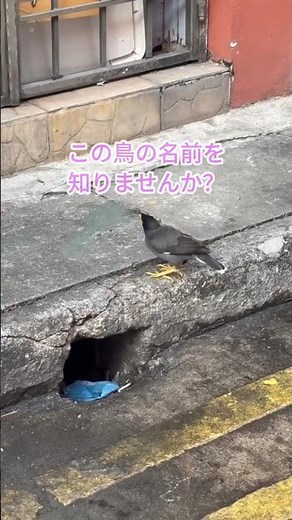 かなりの大声で鳴くそうです#鳥 #名前 #わからない #鳴き声 #インパクト #キウイ #東南アジア #憧れ #かわいい #異国#鳥博士#かっこいい#野鳥 #野鳥の会#野鳥動画