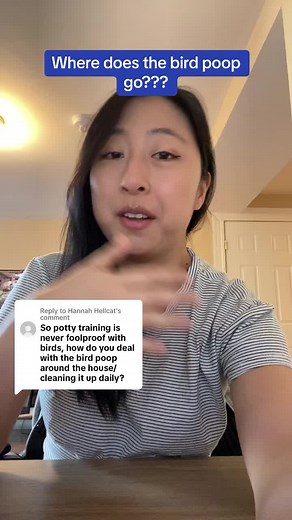 Replying to @Hannah Hellcat They poop where they sit, not when they fly. So offer them ample bird furniture for them to hang out on that they enjoy, line it so its easy to clean, and that will keep the poop off your furniture! #budgiesoftiktok #parrotsoftiktok #parakeets #budgerigar