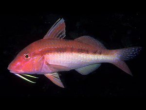 Facts: The Goatfish
