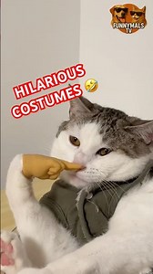 Funny Cats in Costumes Gone Wrong 😹 #cat #funny #memes