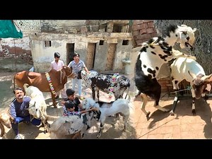 Bht Sara Animals Agai 😍 Qurbani Ky Lea ❤️