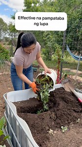Trench composting isa sa napaka effective na way of composting. Yong mga tira tirang dahon sa gulayan ko at food scraps pinagbabaon ko lang yan dito sa garden ko. #fypシ゚viralシ #reelsfypシ | Farm Life in Australia “Dai Meraflor”