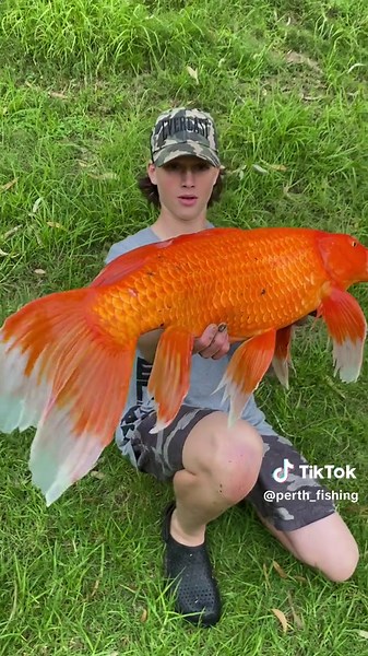 Mythic floppa✅#koi#perth#perthfishing#golf#fishingperth#carp#carpfishing#fyp#stradic#daiwaaustralia#koifishing#carpeurope#catchingcarp#feralfish#templereefrods