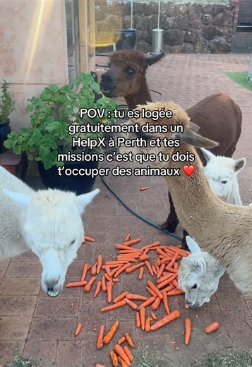 Les HelpX c’est le meilleur moyen que j’ai trouvé pour économiser de l’argent et apprendre la culture Australienne ❤️ #helpx #australie #australia #pvt #backpacker