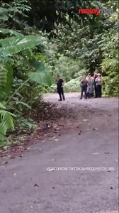 67K views · 671 reactions | A rare orangutan sighting in Sabah's Danum Valley has gone viral on TikTok, showing the majestic primate emerging from the rainforest and captivating onlookers. The video has garnered widespread attention, highlighting Malaysia's incredible biodiversity and inspiring calls for stronger conservation efforts. | Malay Mail | Facebook