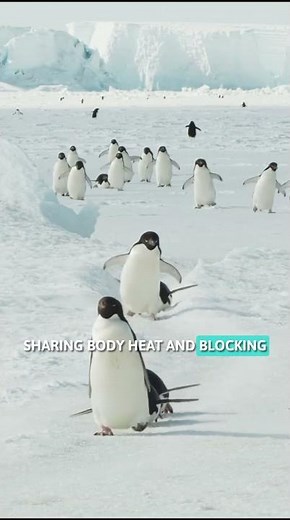 How Do Penguins Survive Antarctica?