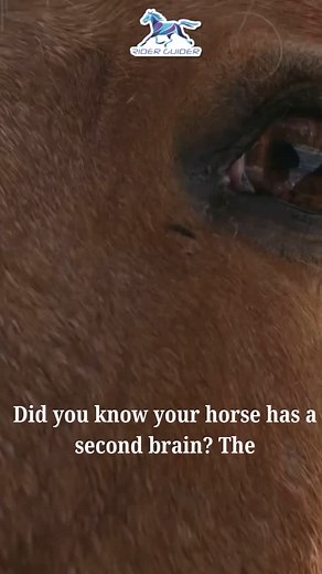 Did you know your horse has a second brain? It’s true—the equine gut is home to millions of neurons and its very own enteric nervous system, often called the “second brain.” This powerful gut-brain connection means your horse’s digestive system doesn’t just process food—it plays a key role in behavior, cognition, and overall wellbeing. The gut even communicates directly with the brain via the vagus nerve, influencing how your horse feels, learns, and reacts. Recent research shows that gut health
