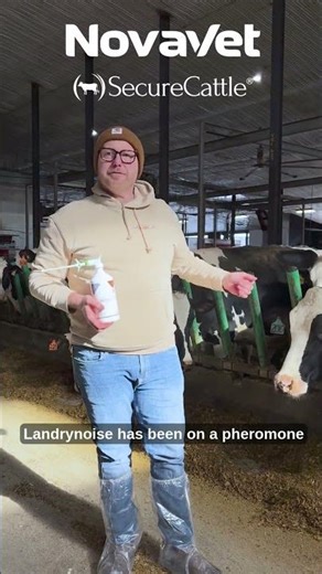 What Are Bovine Pheromones? How SecureCattle Helps Reduce Stress in Canadian Dairy Herds
