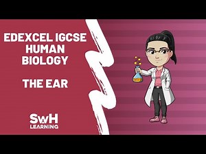 The Ear | Edexcel IGCSE Human Biology