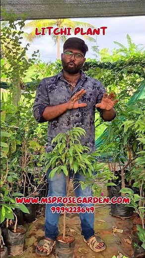 Rambutan Vs Litchi Fruit Plant #exoticfruit #tropicalfruits#trendy #gardening #terracegardening🍀