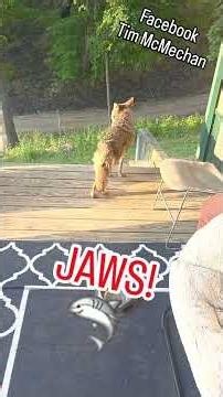 Smart Coyote! 🐺 ❤️ #weavethecoyote #wildlife #nature #puppy #dog #coyote #animals #pitbull #friends