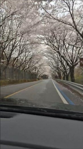하동관광명소 화개장터벚꽃길. 전라도와 경상도를 가르지르는 구례, 하동, 섬진강. 화개장터를 둘러싼 벚꽃길터널을 바가오는중에 즐기고 있어요. 2026년 3월 30일