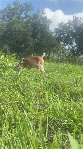 51K views · 854 reactions | Repórtense los amantes de cacería de conejo con Beagles, son una chulada, TAPONCITO en acción ⚡️ | Huesos Bluetick | Facebook