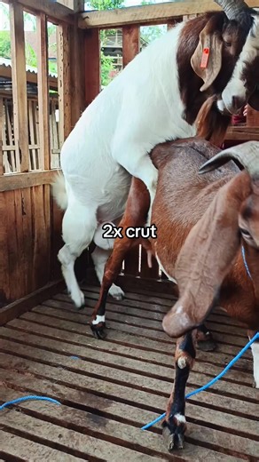 Crut Lifestyle Tips: Goat Boer Mahkota Kambing