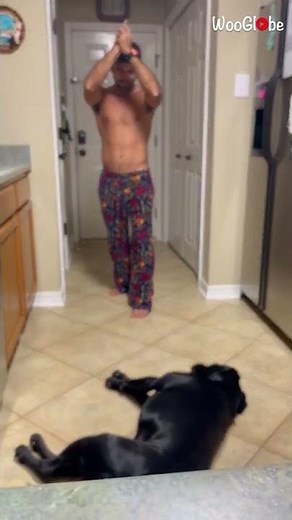 Dramatic Dog Playing Dead After Finger Shot || WooGlobe Funnies