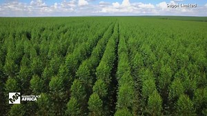 This South African paper company wants you to rethink reusables | CNN Business