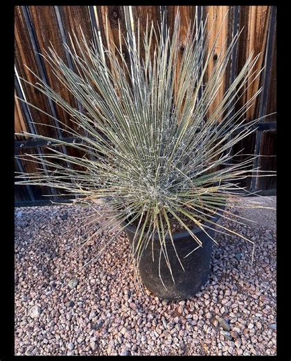 Yucca Elata – Soaptree Yucca - 5g Size Plant - Etsy