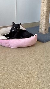 2.8K views · 172 reactions | ADOPTED. ID 57940117 Two-year-old Toothless is making biscuits and waiting for your arrival! He can be seen in the community cat room for an easy meet and greet. If you loved "Toothless" in "How to Train Your Dragon" you will love this handsome panther. He's happy to be out of his cage and roaming freely with some new friends. He is ready to head home. Ask for a meet! | Friends of Burlington County Animal Shelter | Facebook