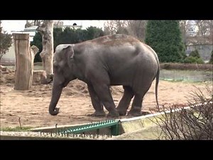 Swaying, weaving, head bobbing - stereotypic & abnormal behaviour