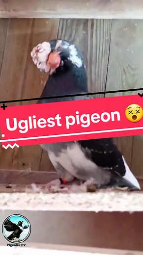 Meet the Ugliest Pigeon - Al Hamamat Pigeon and More Varieties